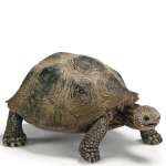 SCHLEICH14601 Гигантская черепаха